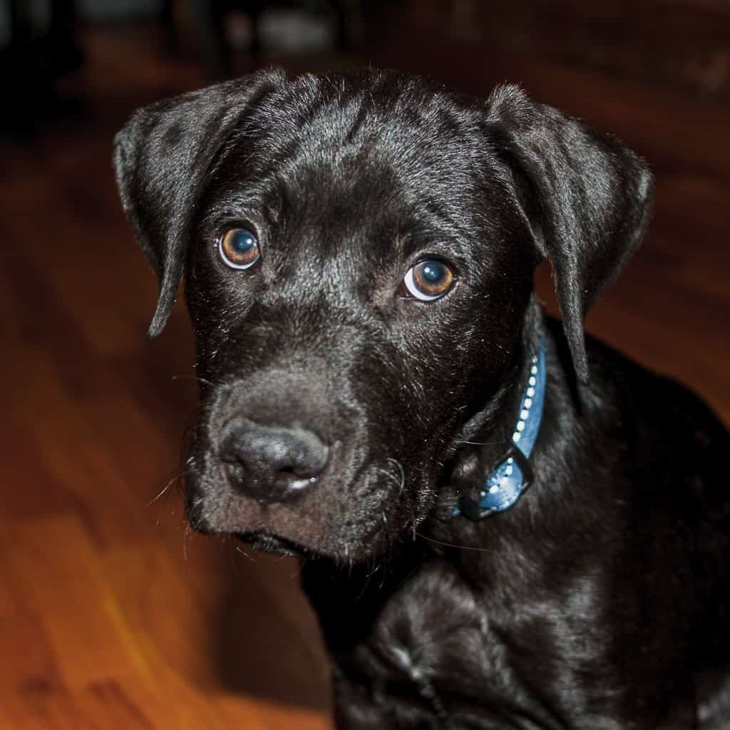 Puppy photo of foodworthfeed's star employee, Ash Quarantino