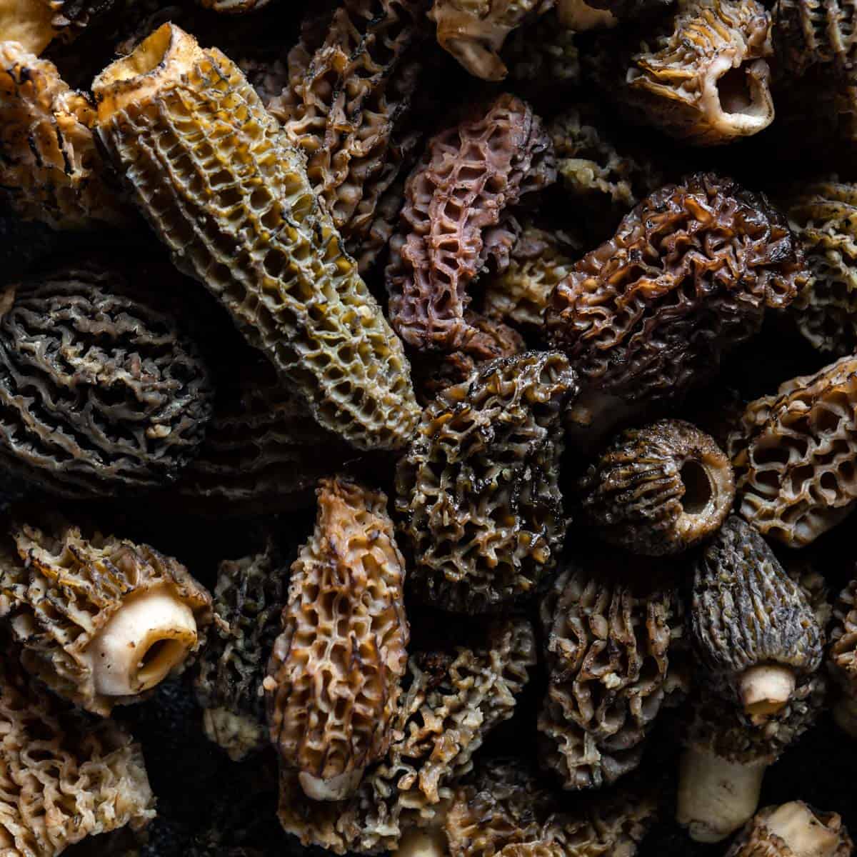 close up macro shot of fresh morel mushrooms