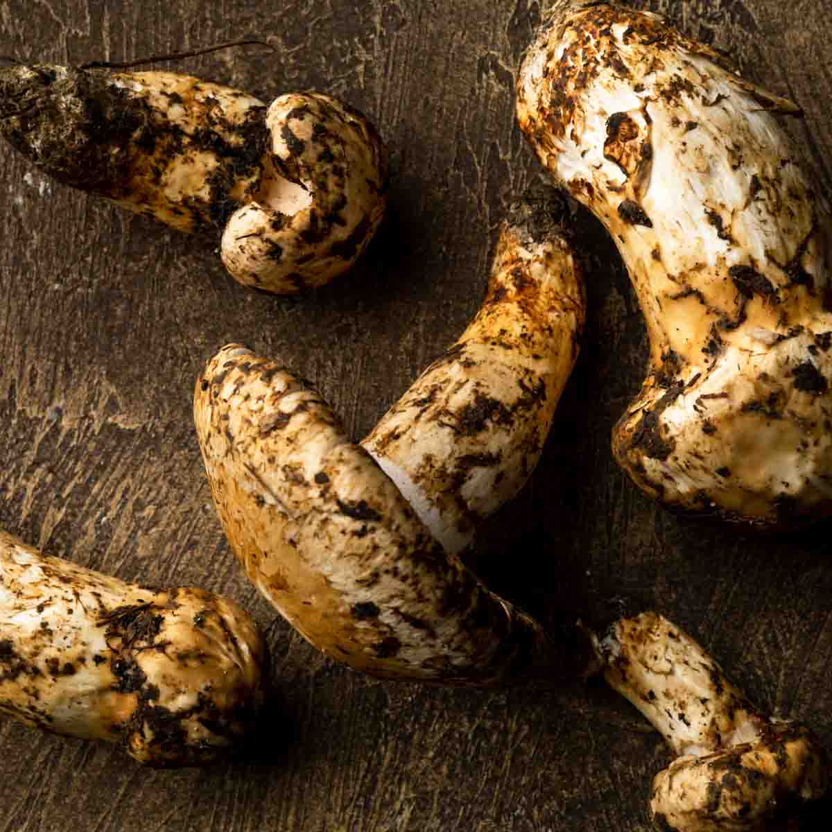 Five freshly foraged matsutake mushrooms