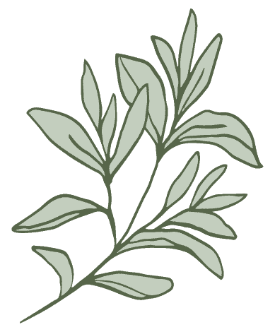 Sage leaf drawing from The Sage Apron logo.