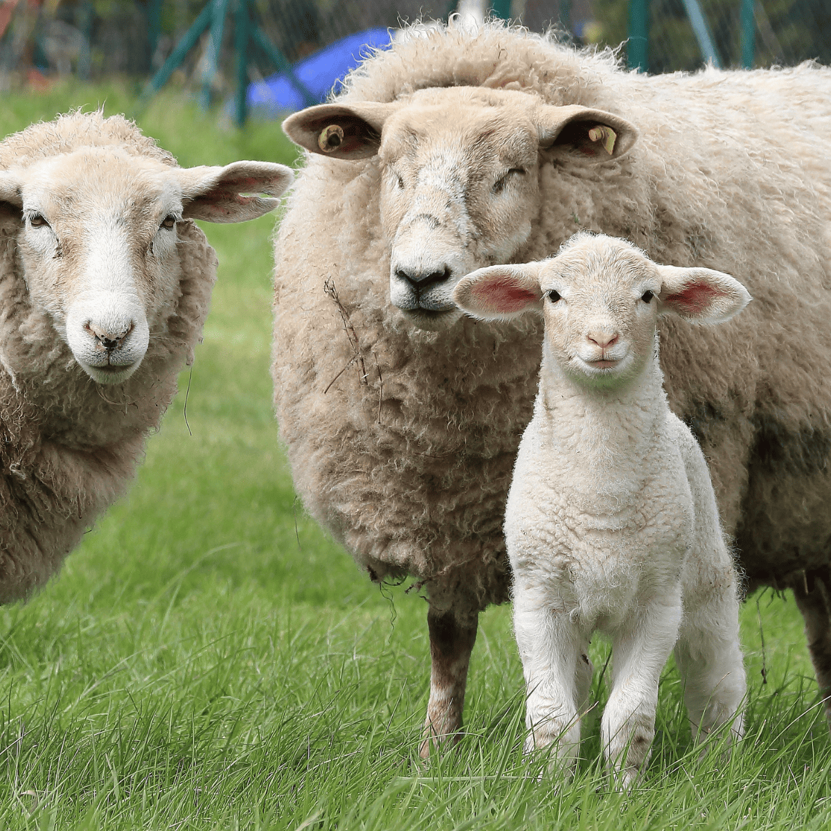 A stock image of two larger sheep with a baby lamb.
