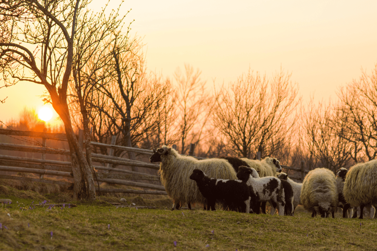 A stock image of sheep in a grass pasture by a fence at sunset.
